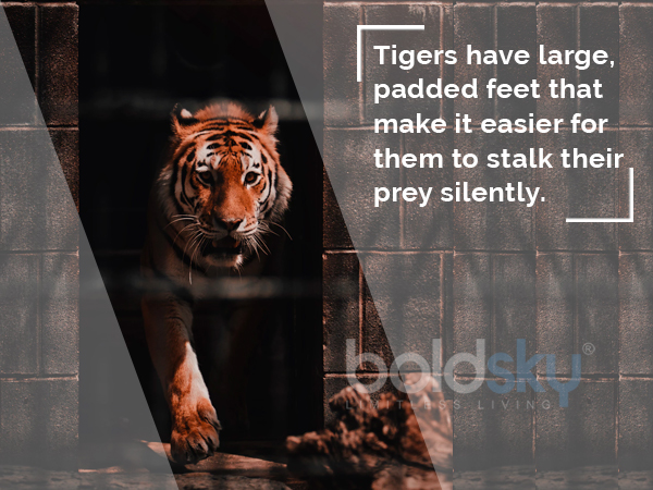 international tiger day