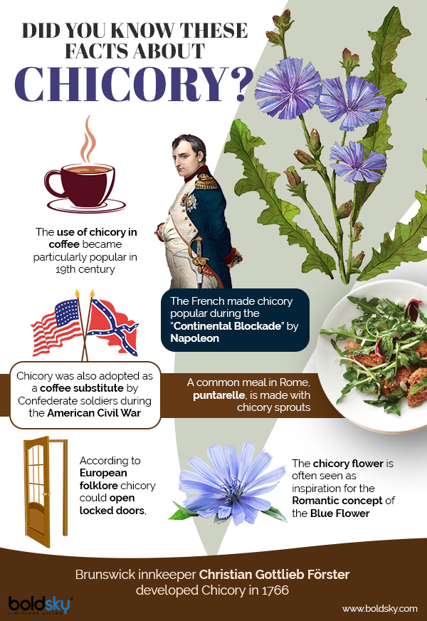Chicory