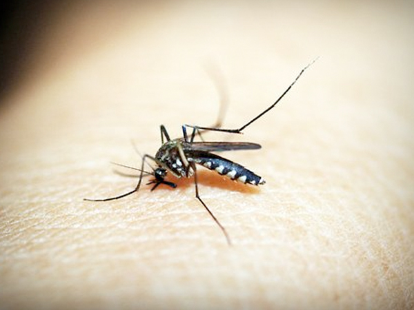 malaria malaria