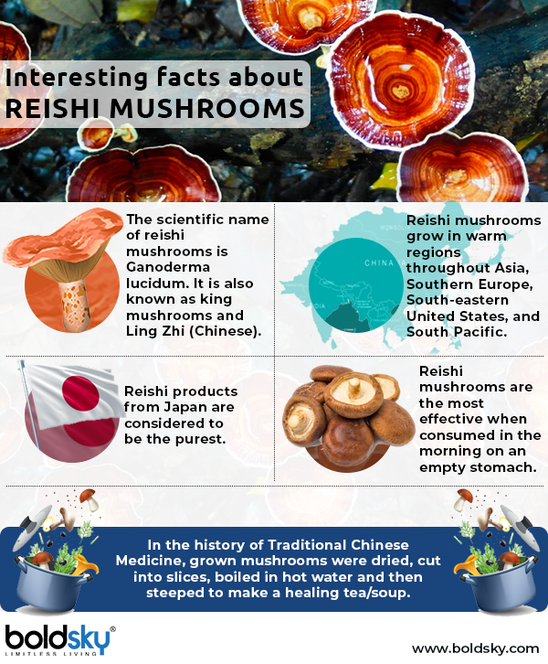 reishi mushroom infographic