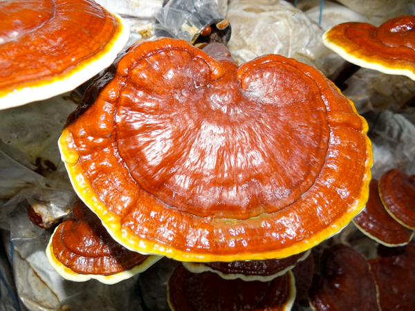 reishi mushroom