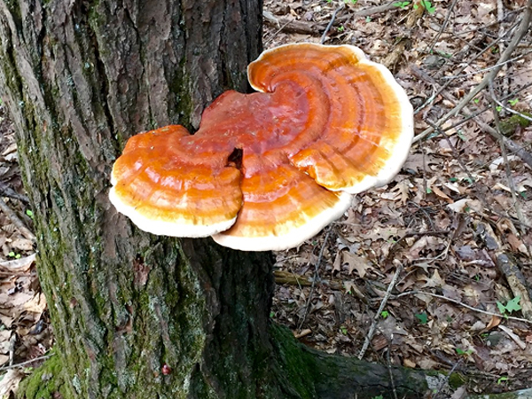 reishi mushroom