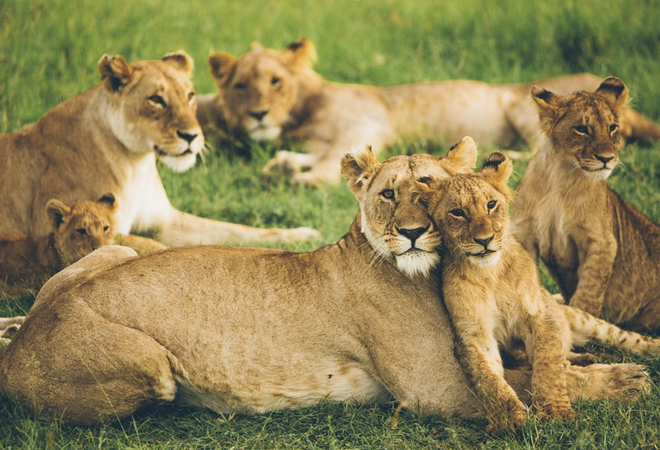 A still from the movie The Lion King having Simba beside his father Mufasa