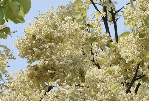 shorea robusta shorea robusta