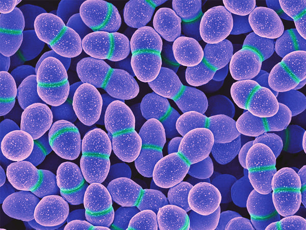 enterococcus enterococcus