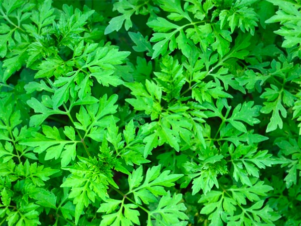 health benefits of mugwort health benefits of mugwort