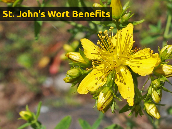 St Johns Wort St Johns Wort