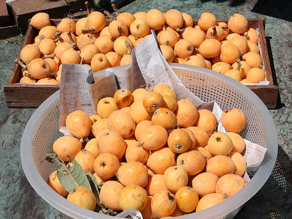 Health Benefits Of Loquat