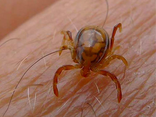tick-borne diseases tick-borne diseases