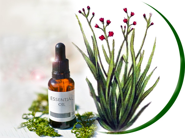 palmarosa oil palmarosa oil