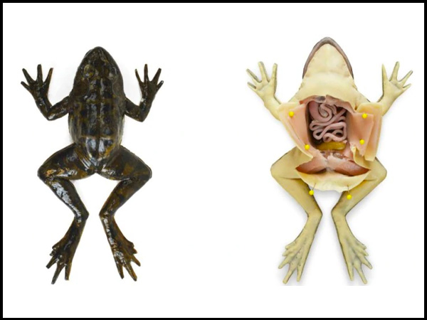 Heres Aritifical Frogs For Dissection Heres Aritifical Frogs For Dissection