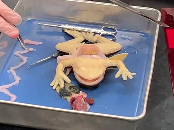 Heres Aritifical Frogs For Dissection Heres Aritifical Frogs For Dissection