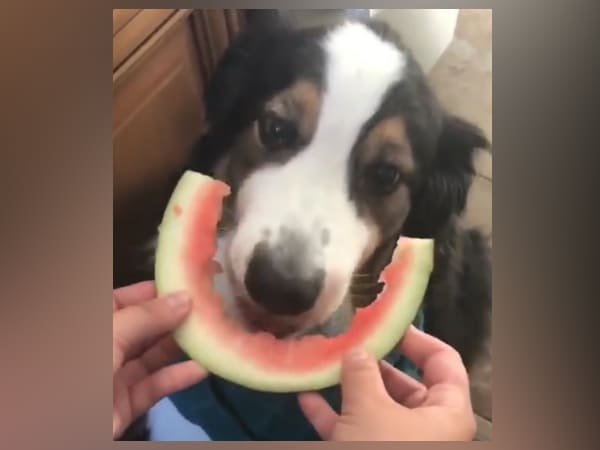dog eating watermelon like human