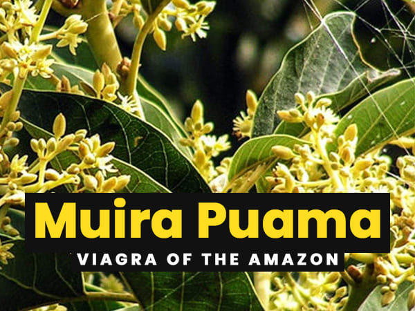 11 Health Benefits Of Muira Puama - Boldsky.com
