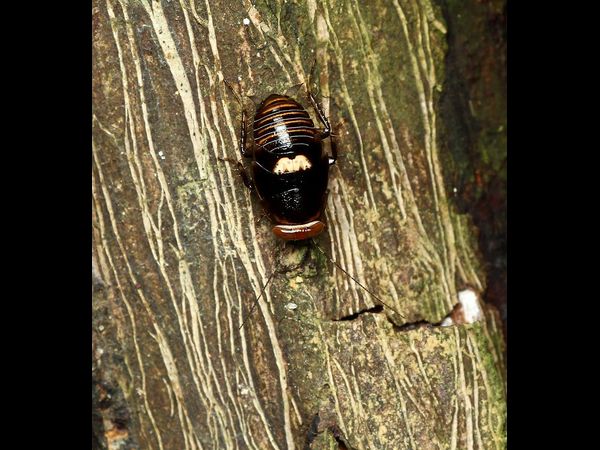 Nutritional Value Of Cockroach Milk