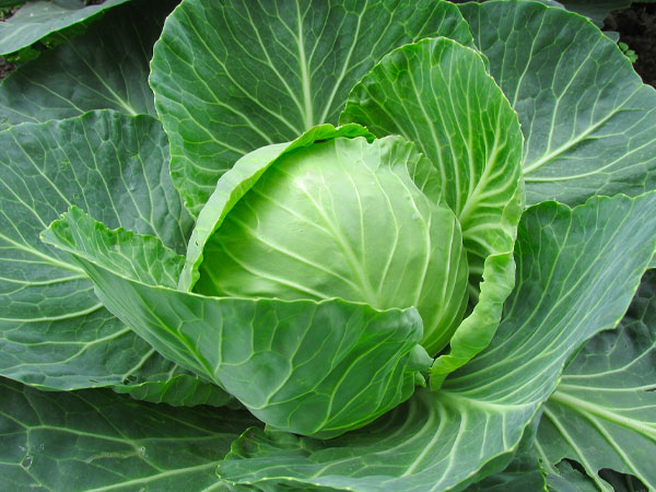 cabbage may reduce cancer risk,