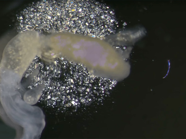 What Is Cockroach Milk And Why It Is Special?