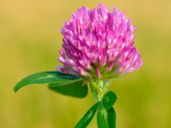 15. Red clover