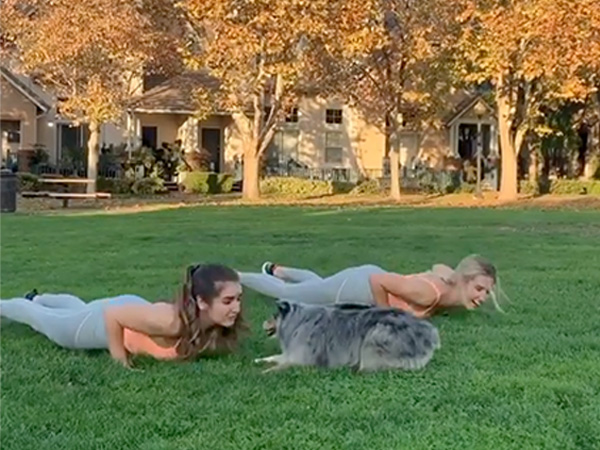 Dog Performs Exercises In The Gym