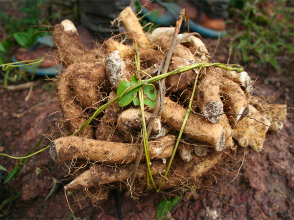 14. Pueraria mirifica