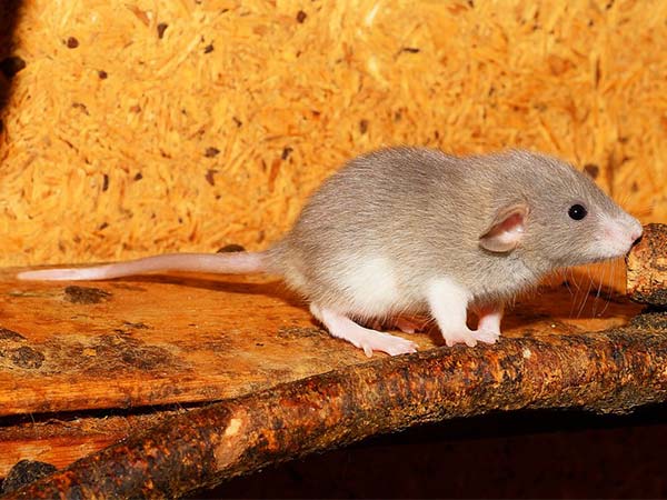 15 Deadly Viruses Apart From COVID-19