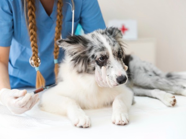 Introduced As A Veterinary Drug In 1970