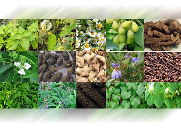 Health Benefits Of Kabasura Kudineer