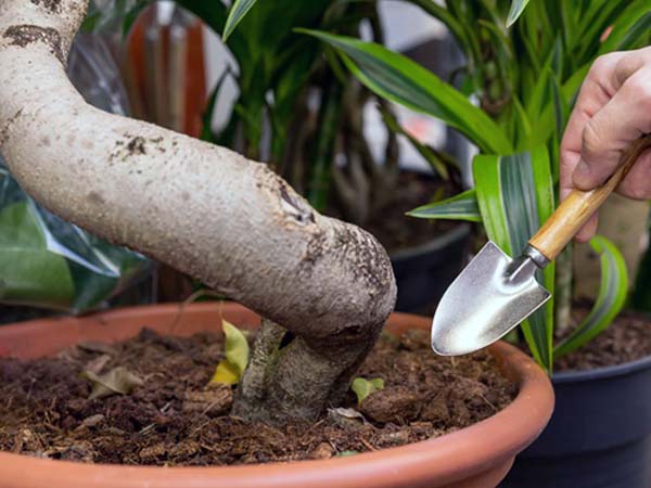 5. Engage Yourself In Gardening