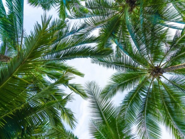 Study Mentions Kerala’s Use Of Coconut Oil 