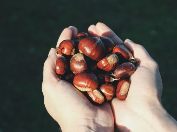 Side Effects Of Chestnuts