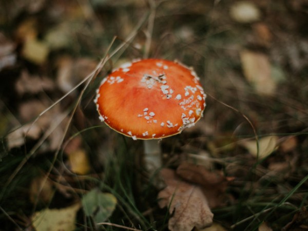 Benefits of Magic Mushroom