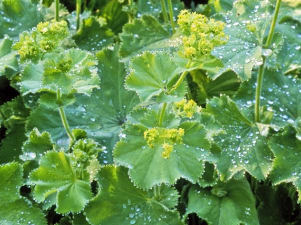 Herbal Remedies To Get Rid Of Hot Flashes