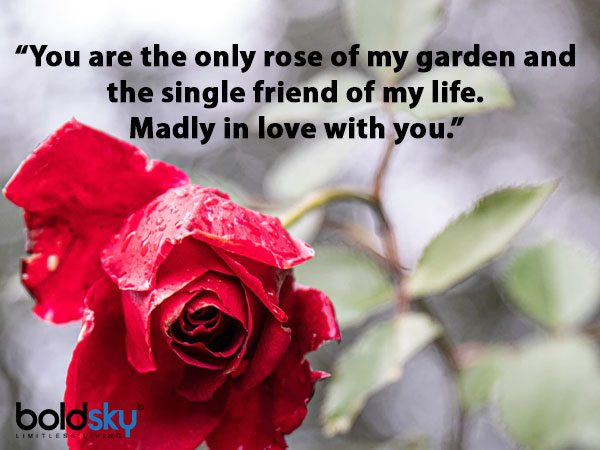 Rose Day 2021: Quotes, Messages & Images