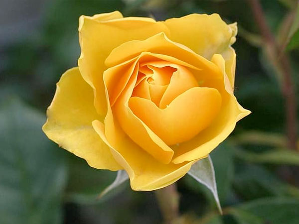 5. Yellow Rose