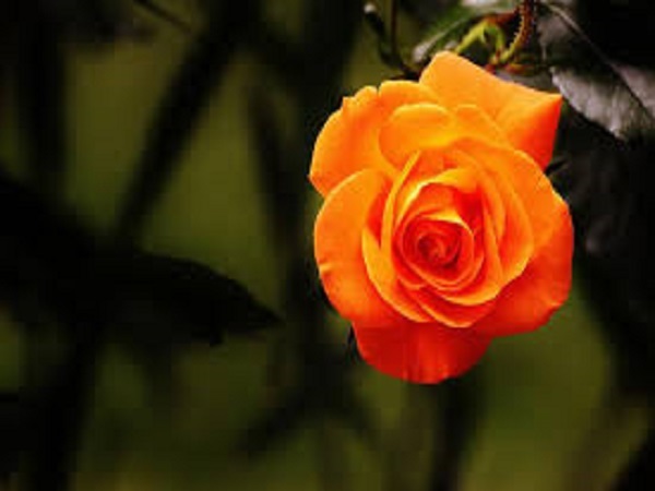 2. Orange Rose