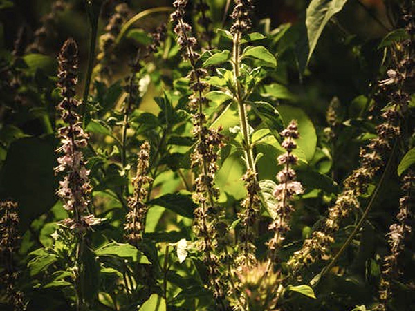 2. Tulsi Leaves