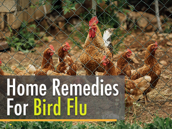 6. Herbal Home Remedies To Fight Bird Flu Or Avian Influenza