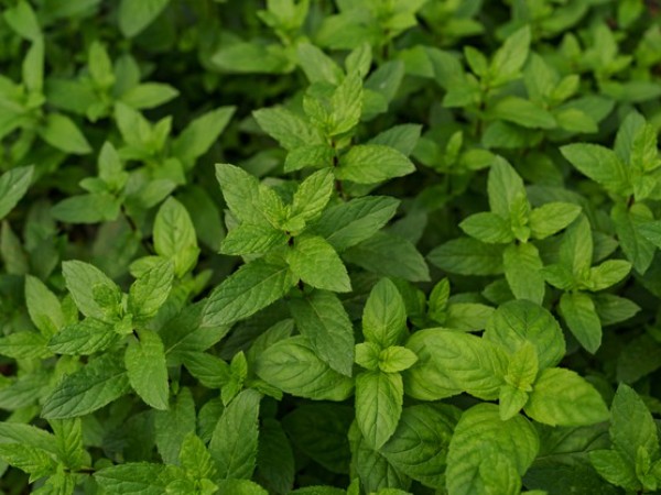 4. Peppermint (Digestion, Bad Breath)