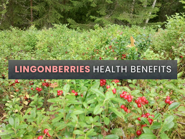 Health Benefits Of Lingonberries Health Benefits Of Lingonberries
