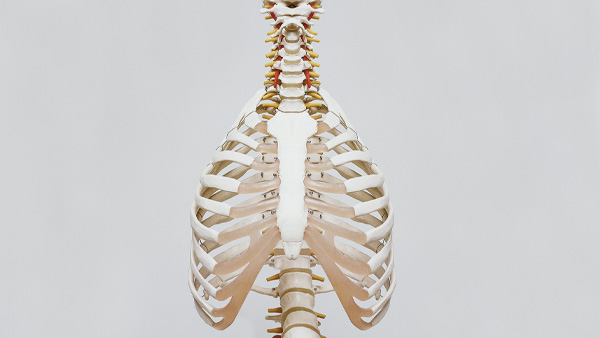 6. Treats bronchitis