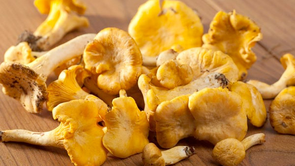 Types Of Edible Mushrooms In India Types Of Edible Mushrooms In India