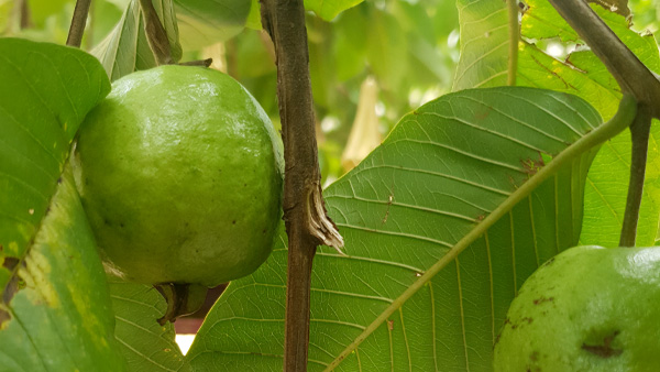 Guava Fruit And Diabetes