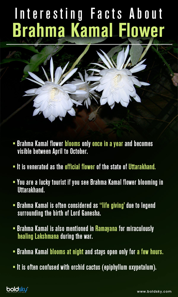 Brahma flower contains many types of antioxidants like alkaloids, flavonoids, terpenoids, glycosides, saponins that may help maintain a good gastrointestinal health.