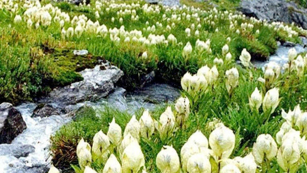 Brahma flower contains many types of antioxidants like alkaloids, flavonoids, terpenoids, glycosides, saponins that may help maintain a good gastrointestinal health.