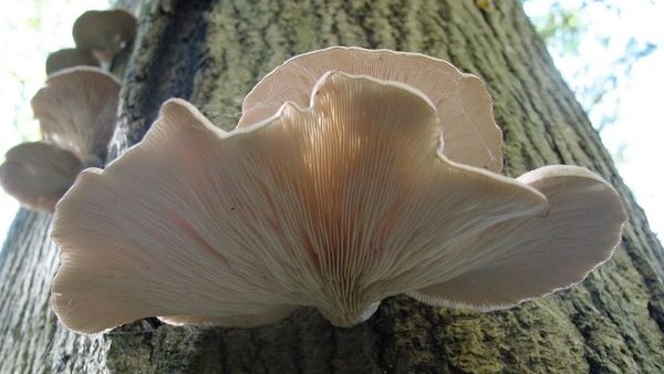 Types Of Edible Mushrooms In India Types Of Edible Mushrooms In India