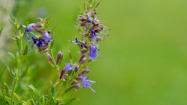 Ayurvedic Herb For Respiratory Issues Ayurvedic Herb For Respiratory Issues