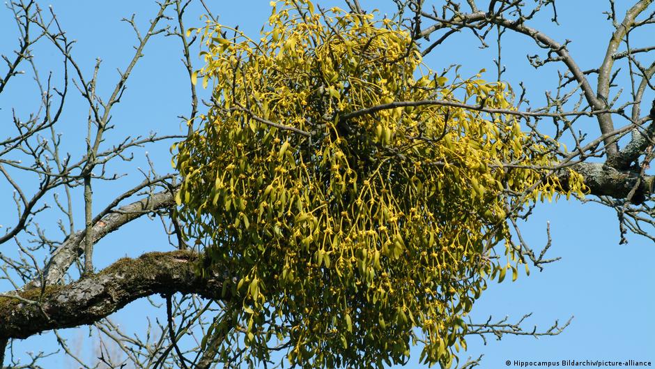 No kisses under the mistletoe this year