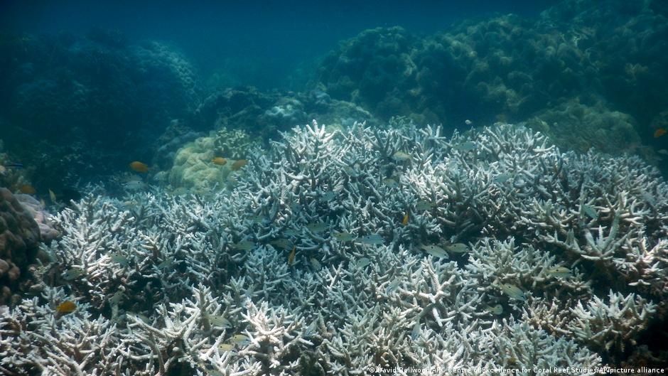 Around 2005, scientists started finding that coral bleaching events, like in the Great Barrier Reef (above), were due to ocean warming caused by humans