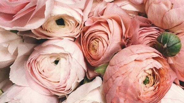 Health Benefits Of Rose Flower Health Benefits Of Rose Flower