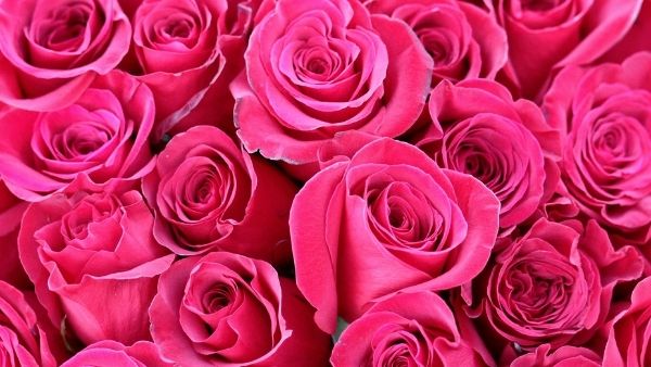 Health Benefits Of Rose Flower Health Benefits Of Rose Flower